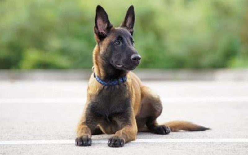le malinois incompris