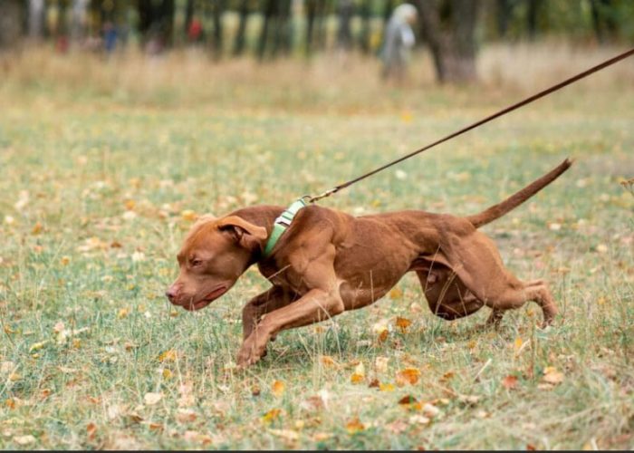 chien qui tire en laisse