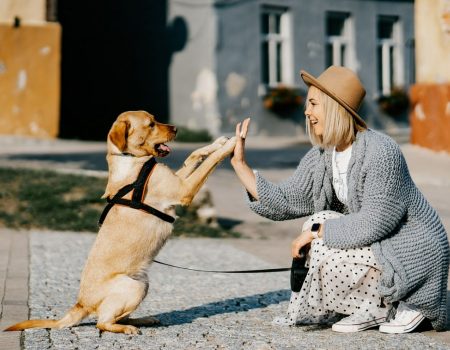 un chien bien dans sa tête et bien dans ses pattes