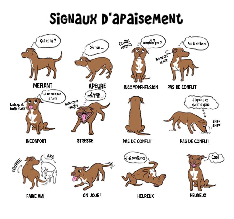 Le langage canin, les signaux d'apaissement