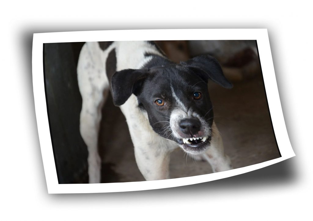 chien-agressif-humain-et-congeneres