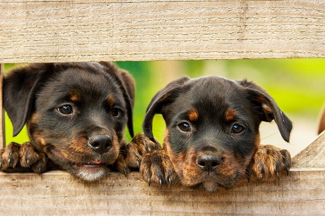 chiots-rottweiler