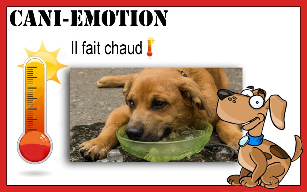 astuces-chien-il-fait-chaud
