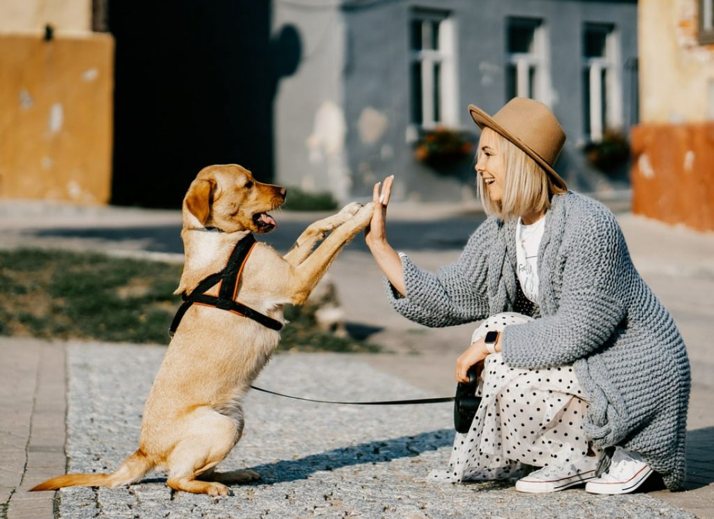 un chien bien dans sa tête et bien dans ses pattes