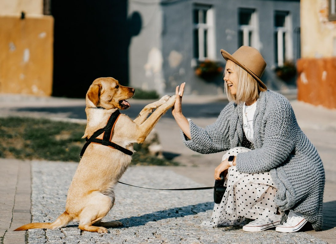 un chien bien dans sa tête et bien dans ses pattes