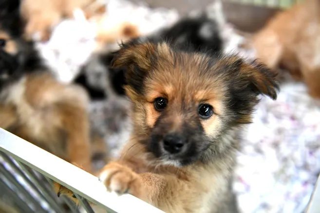 La socialisation du chiot