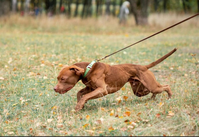 chien qui tire en laisse
