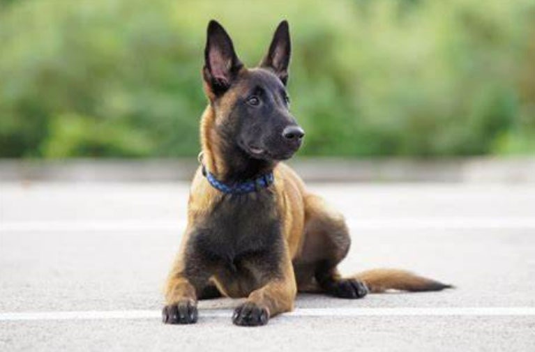 le malinois incompris