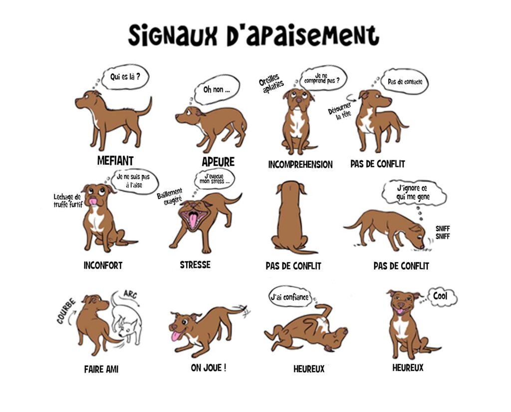 Le langage canin, les signaux d'apaissement